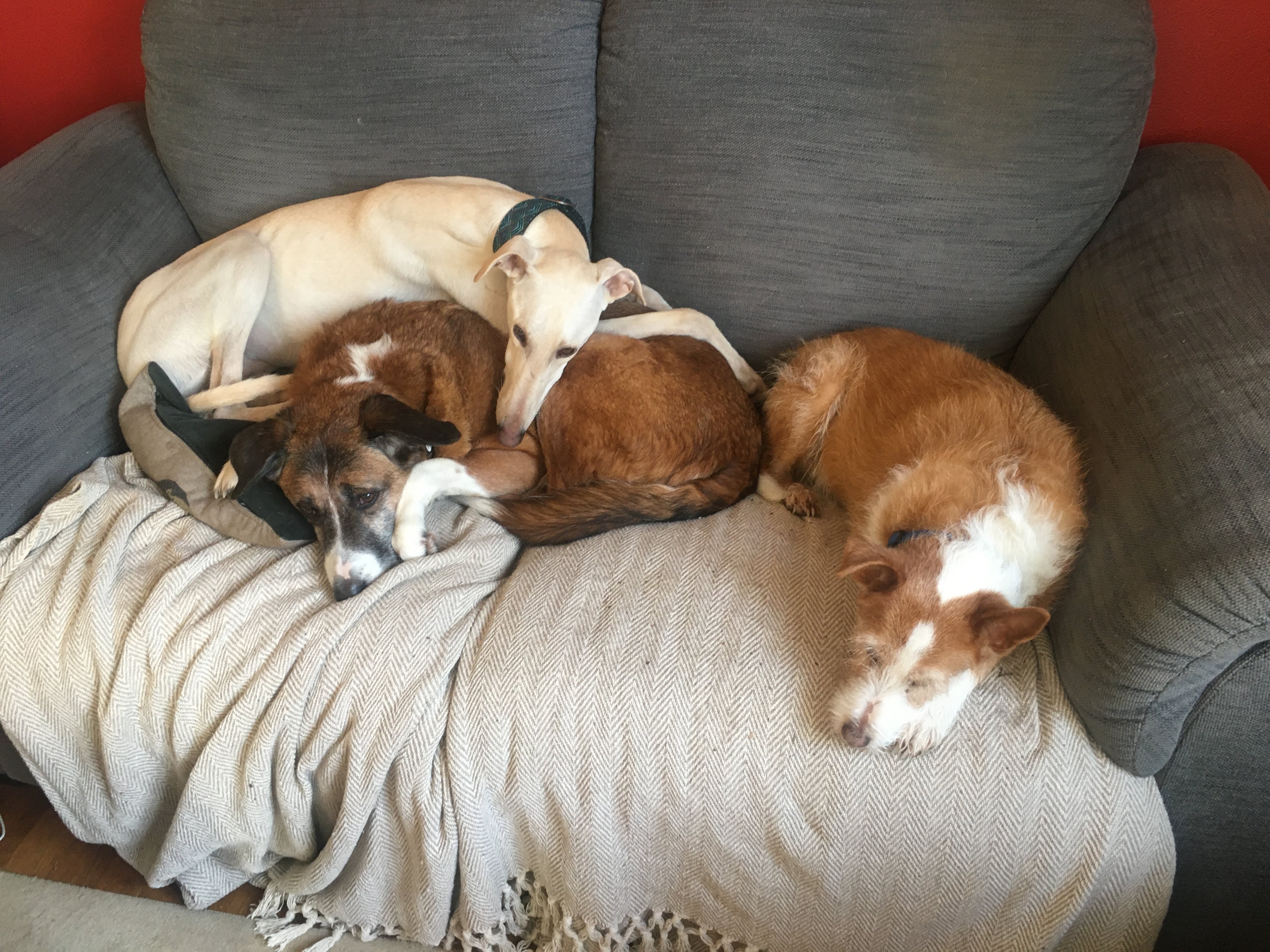 The writer's assistants